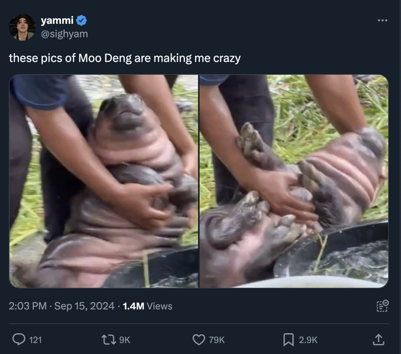 moo deng memes - screenshot - yammi these pics of Moo Deng are making me crazy 1.4M Views 121 79K